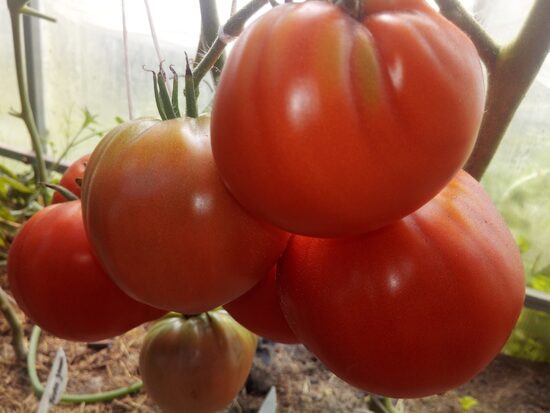 Денди Бергнер